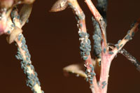 Image: aphid 1