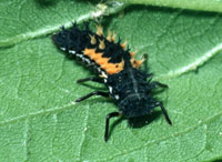 Image: ladybeetle larva 1