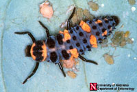 Image: ladybeetle larva 2