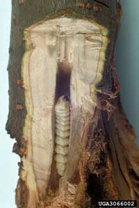Image: Codling moth 1