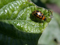 Bean Leaf Beetle 2