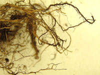Root rot 2