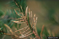 spruce blight needle extension needles plant garden brown