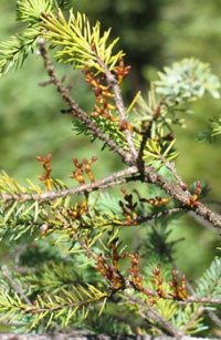 Image: Eastern spruce dwarf mistletoe 3