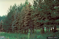 Image: Spruce needle rust 3