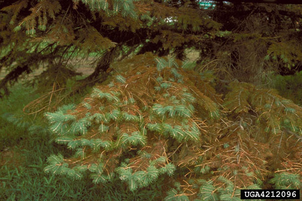 Is Your Blue Spruce Dying?