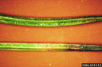 Image: Rhizosphaera needle cast 3