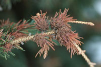 Image: Eastern spruce gall adelgid 3