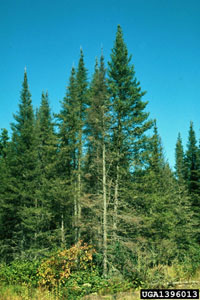 Image: Spruce budworm 2