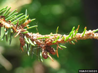 Image: Spruce budworm 3