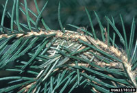 Image: Spruce needleminer 1