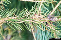Image: Spruce needleminer 2