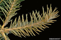 Image: Spruce spider mite 2