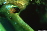Image: Spruce spider mite 3