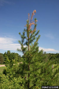 Image: White pine weevil 2