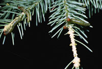 Image: Yellowheaded spruce sawfly 1