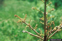 Image: Yellowheaded spruce sawfly 2