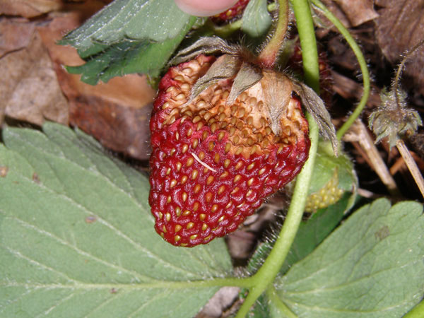 What's wrong with my strawberry plants?