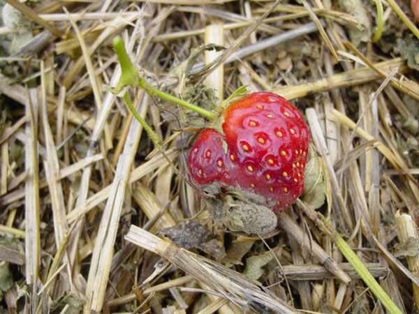 Wet Weather and Strawberry Fruit Rots — Plant & Pest Advisory
