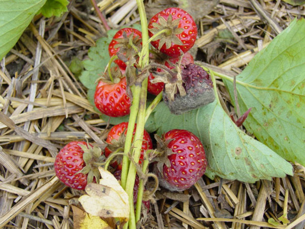 What's wrong with my strawberry plants?