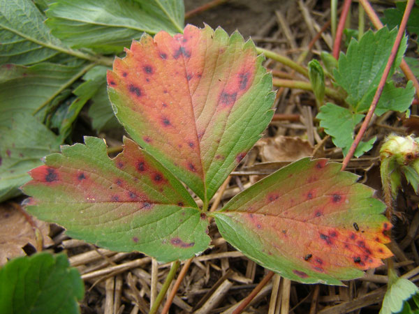 strawberry leaf scorch