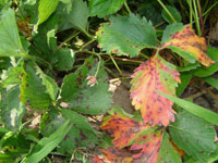 Image: Leaf Scorch 2