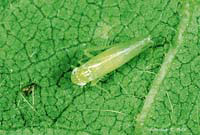Image: Potato Leafhopper 2