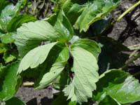 Image: Potato Leafhopper 1