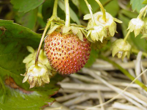 Why Do Strawberries Rot Before Ripening - Reasons For Rotten Strawberries  On The Plant