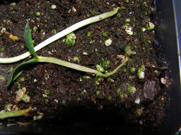 What's wrong with my plant? : Garden : University of Minnesota Extension
