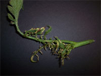Image: Herbicide Damage 3