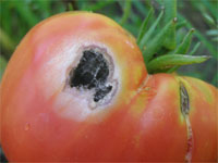 Image: Alternaria Fruit Rot 3
