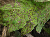 Image: Septoria Leaf Spot 1