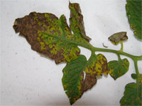 Image: Septoria Leaf Spot 2
