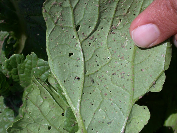 How to Treat Holes in Tomato Leaves? 