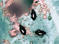 Image: Flea Beetles 3