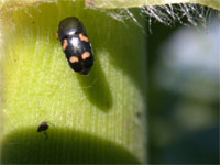 Image: Picnic Beetles 2