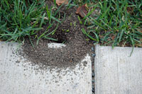 Image: cornfield ant 1