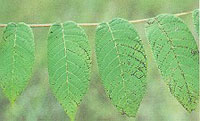 Image: Leaf spot 3