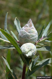 Willow pine cone midge gall 1