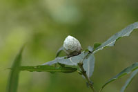 Willow pine cone midge gall 2