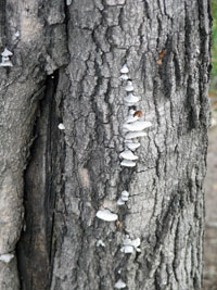 Sapwood rot 1
