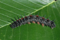 Spiny elm caterpillar 3