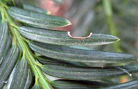 Image: Black vine weevil and strawberry root weevil 1
