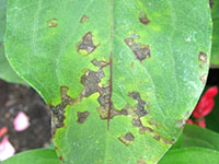 Bacterial leaf spot 2
