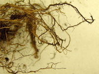 Zinnia root rot 2