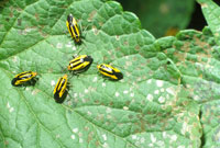Four-lined plant bug 3