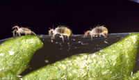 Spider mites 3