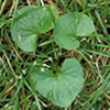 thumbnail of broadleaf plant