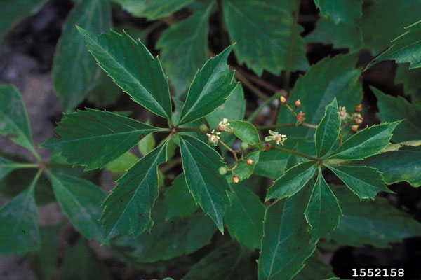 Parthenocissus quinquefolia (Virginia Creeper, Virginia-creeper, Woodbine)